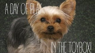 Dog of Daycare: A Day of Play in the Toybox