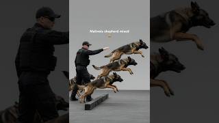 Malinois shepherd mixed k9 dogs training #germanshepherd #belgianmalinois #k9 #dog #fyp #trending