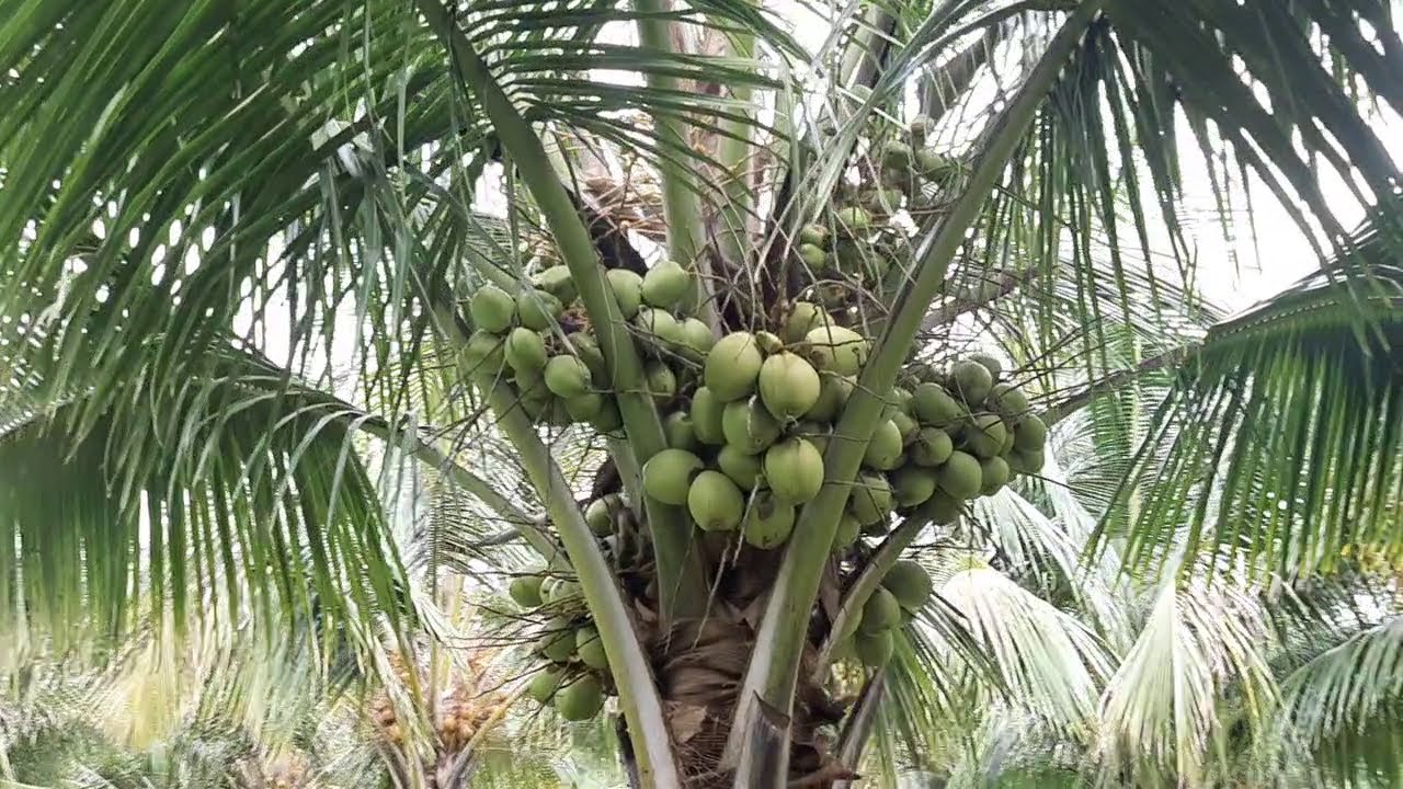 151.THENI DIST. Bodinayakanur 4 ACRE WELL MAINTAINED COCONUT FARM FOR
