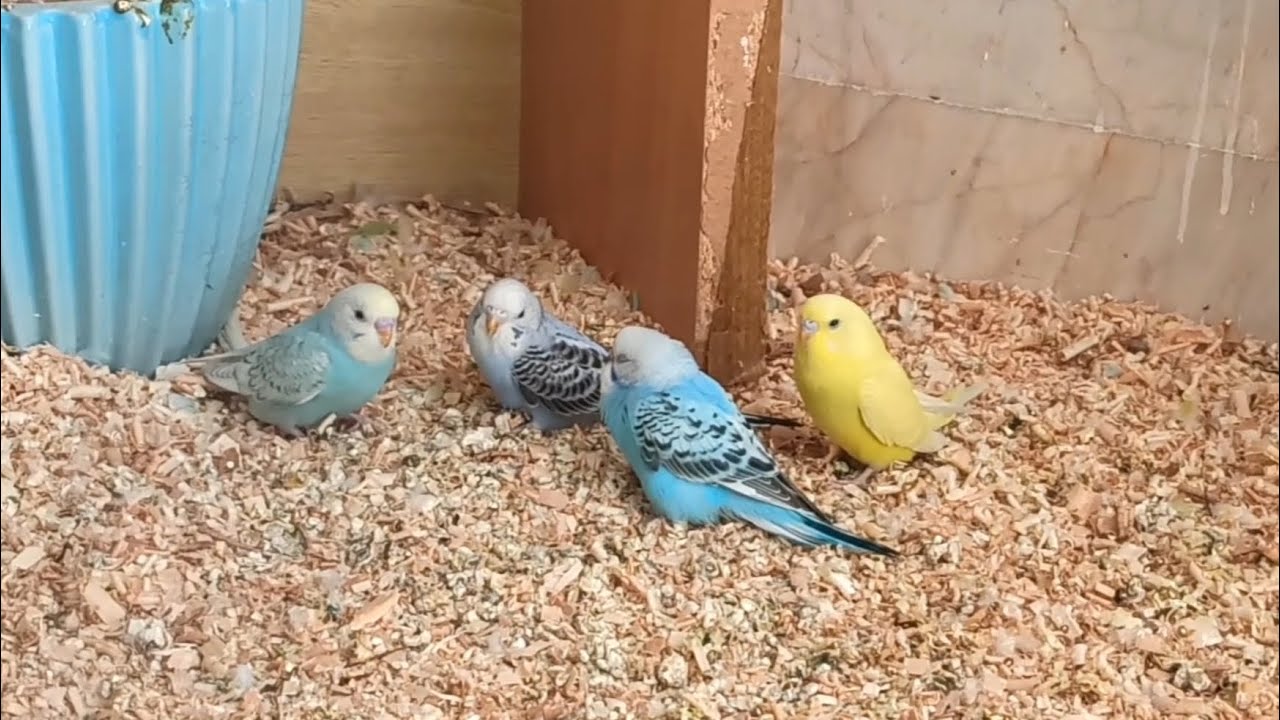 A closer look at Importance Of Regular Exercise For Budgies