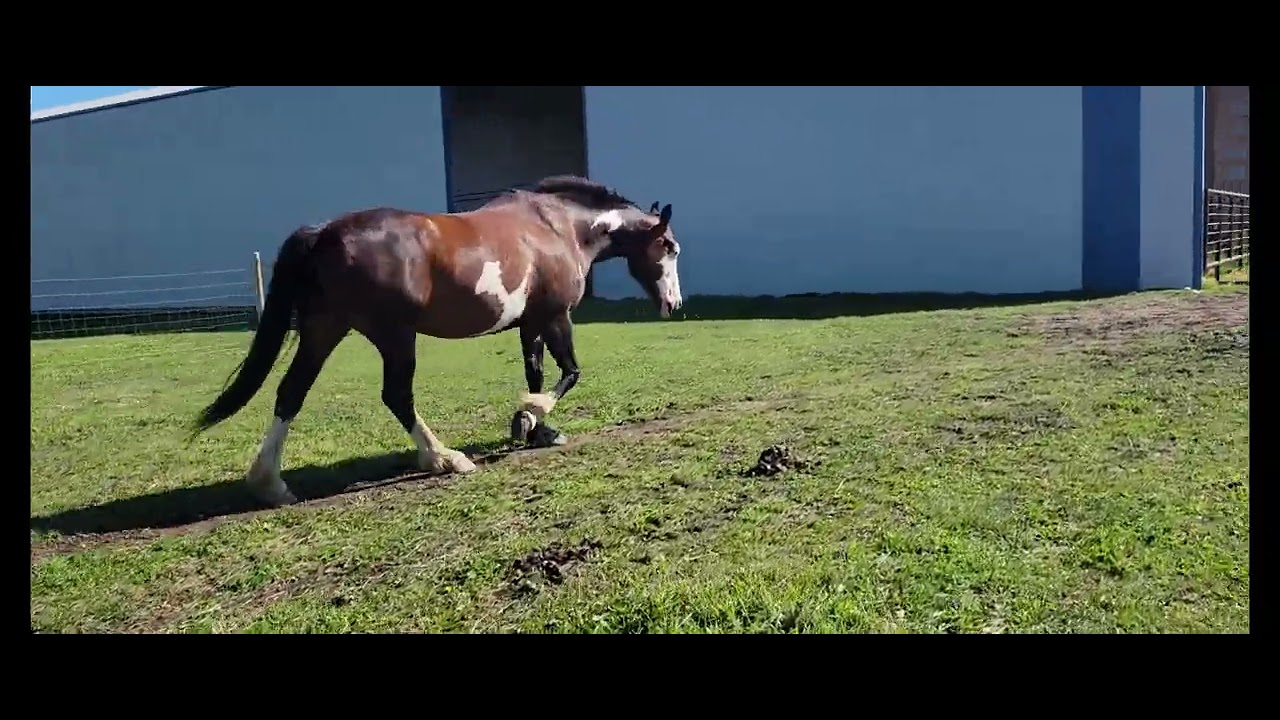 Horse Walk Cycle Reference - YouTube