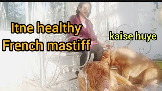 French mastiff care, Answer to viewers question,itney healthy kaise hai🐕 by Anupma Pandey 197 views 1 year ago 4 minutes, 21 seconds