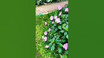 Stop Scrolling. Instant Calmness Found Here.😌#shorts #youtubeshorts #viral #fyp #trending #viral