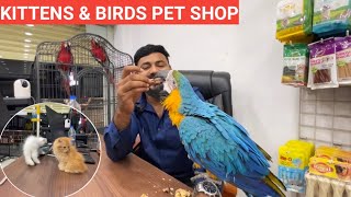 KITTENS PET SHOP HYDERABAD | CATSBIRDS| PART 2