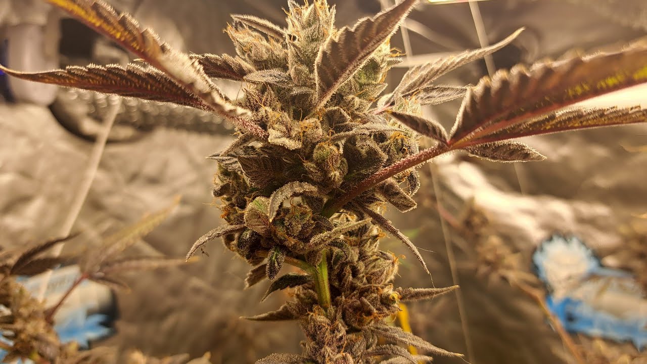 Still growing Cannabis in the great state of Missouri. Featuring Greenpoint Seeds