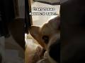 Этот нюх в конце 🥰 #corgi #life #коргипемброк #shorts #покупки