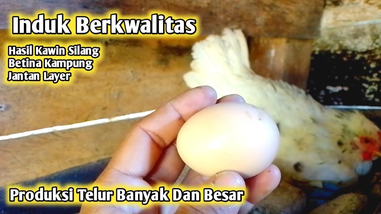 Buat Yang Penasaran‼️Ayam Kampung Persilangan Layer Jantan x Betina Kampung‼️