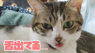 【舌しまい忘れ】モモ姐が舌を出しっぱなしで可愛い件。 エビ消しカラス&眠すぎ猫&空気犬&亀気付かず 20201013、カラス&四つ足カルテット