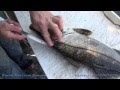 Fresh Fish For Dinner " How to Fillet a fish" (Snook)