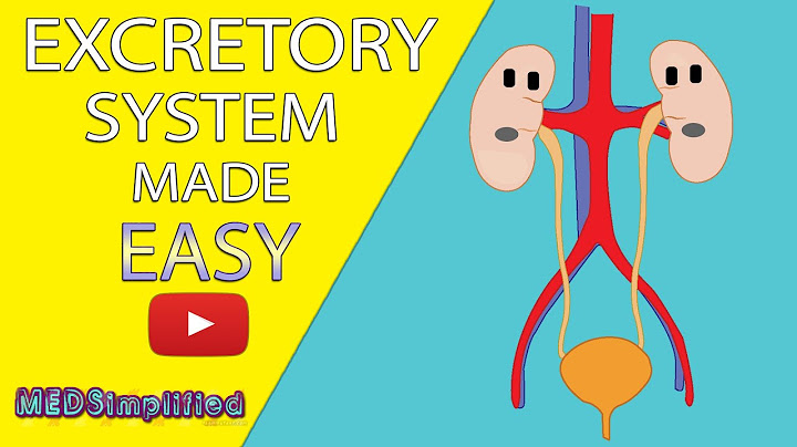 How does the excretory system work with the circulatory system