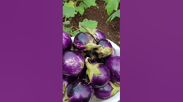 Thumbnail of Terong ungu bulat #buahlangkadanunik #berkebun #buah #shortsvideos