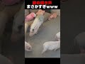 【衝撃】豚 の 鳴 き 声 が ま さ か す ぎ た ｗｗｗ 【我部りえる/あおぎり高校】#shorts #動物 #マイクロブタ #animals