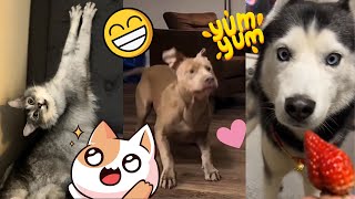 Funny animals  Fails And Crazy moments