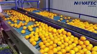 Novatec S.A. - Sorting & Packing Line for Citrus