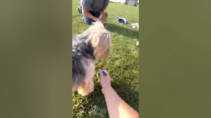 Bailey puppies first time outside 6 weeks 4 days