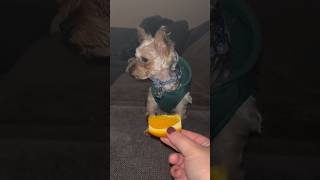 Will our Yorkie like oranges?  #funny #puppy #trending #fyp #viral #aesthetic #animals #funnyvideo