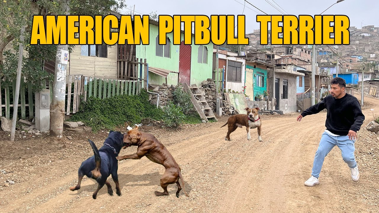 PITBULL ❌ EL VILLANO DE UNA HISTORIA MAL CONTADA 🧐
