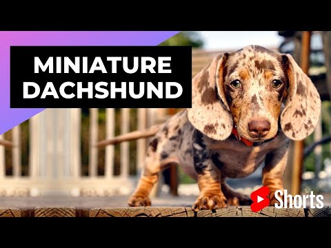 Miniature Dachshund ? One Of The Smallest Dog Breeds In The World #shorts