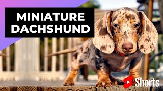 Miniature Dachshund ? One Of The Smallest Dog Breeds In The World shorts