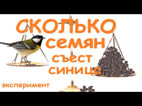 Сколько едят синицы за день /эксперимент с большими синицами и воробьями.