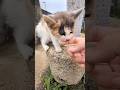キミも噛むのか⋯#猫 #cat #子猫#地域猫#野良猫#猫島#噛み#可愛い
