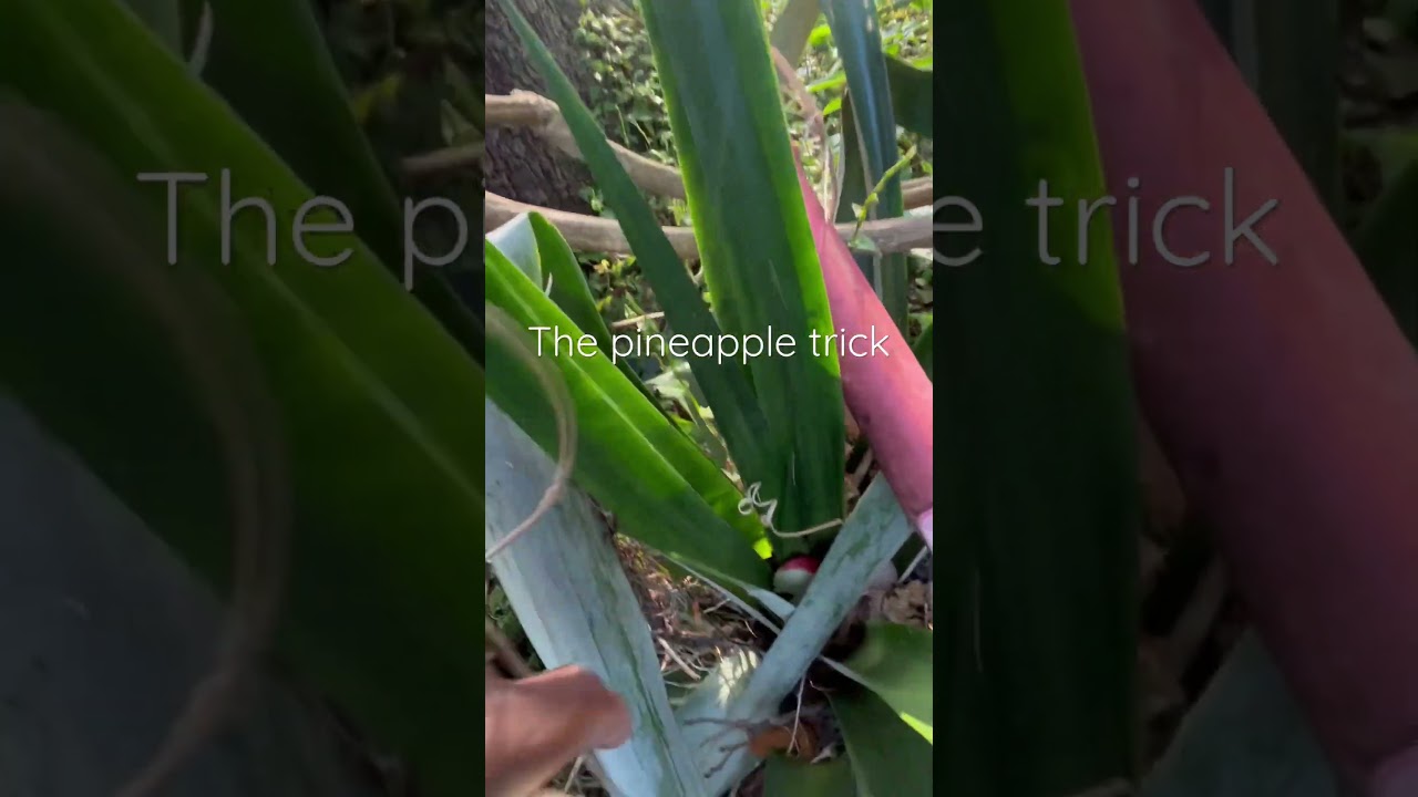 The secret to getting pineapple plants to fruit