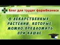 8 лекарственных растений, которые можно рекомендовать при кашле