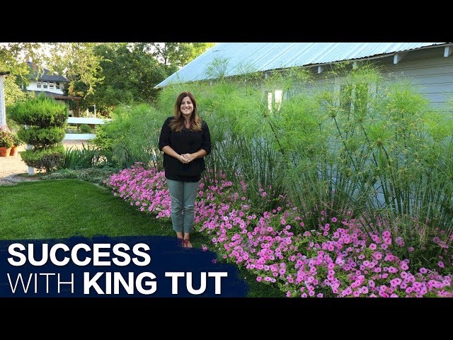 How to Have Success With King Tut Grass // Garden Answer