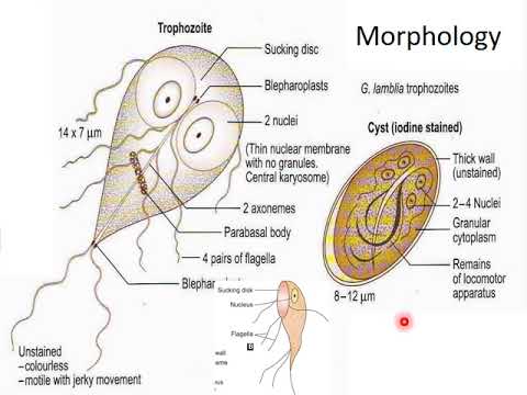 Video: Giardiasis (lamblia) Pada Orang Dewasa - Tanda, Gejala Dan Pengobatan