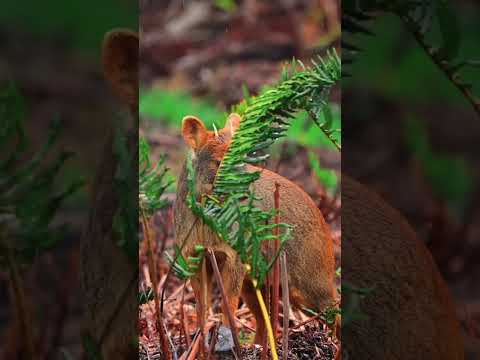 🦌 Пуду (Pudu)