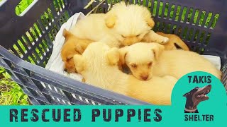 Rescued Puppies and Kittens of 2019 so far. Abandoned, trapped, lost  Takis Shelter