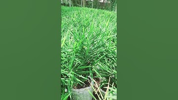 Ginger cultivation in bags #nature #viralvideo #agricuture