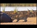 የሚገርም የዱር እንስሳት ቪዲዮ Amazing AI Animal Wildlife Video የሚገርም የዱር እንስሳት ቪዲዮ Amazing AI Animal Wildlife Video