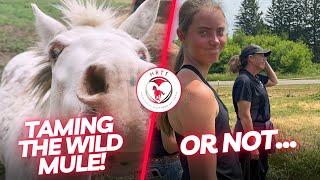 Taming the Wild Mule! Or not...