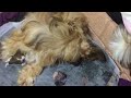 VID # 157: SHIH TZU GIVING BIRTH ;  FINALLY, THE 4TH PUP. IT IS A BOY.