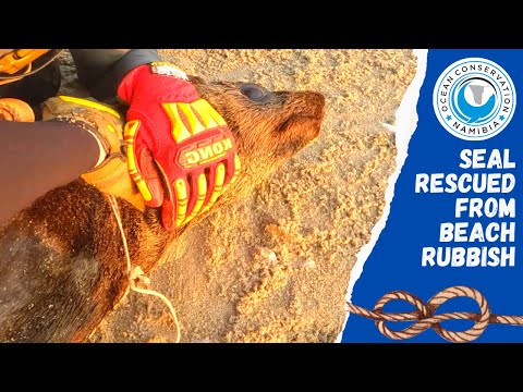 Seal Rescued From Beach Rubbish