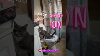 Potty Training My Cat Miracle! #animals #cat #cute #russianblue #cats #russianbluecats #pottytrain