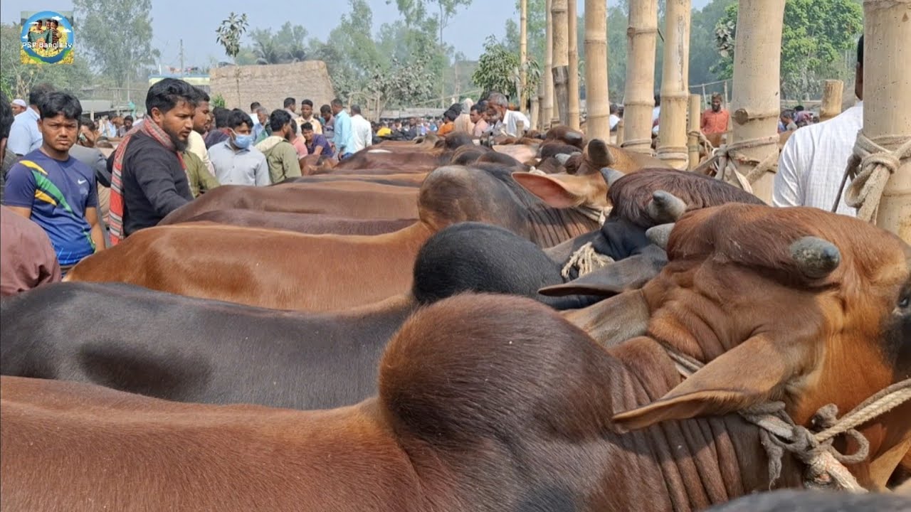 @ 6/3/2026|| কুরবানির দেশি জাতের ষাঁড় গরুর দাম দিনাজপুরের আমবাড়ী হাটে||