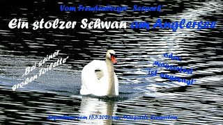 Seepark   Anglersee Freudenberg   EIN STOLZER SCHWAN am 15 5 2024