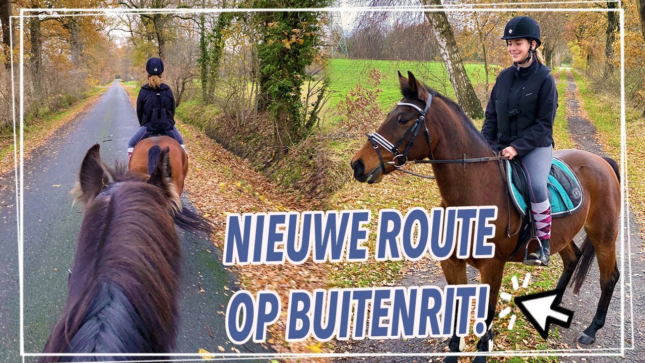 VAN DUITSLAND NAAR NEDERLAND TE PAARD?! + WILDE KOEIEN?! YouTube