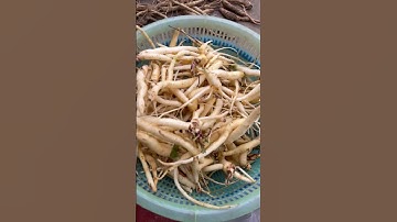 Đẳng Sâm rừng (dây sâm Ngọc linh)  thảo dược quý Được ví như nhân sâm của người nghèo #dongamruou