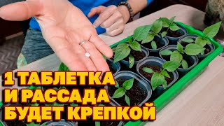 РАССАДА КРЕПКАЯ СТЕБЕЛЬ ЖИРНЫЙ ЛИСТ ЗЕЛЕНЫЙ ВАЖНАЯ ПОДКОРМКА @obovsemsmarusya