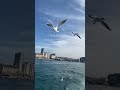 Crazy Seagull