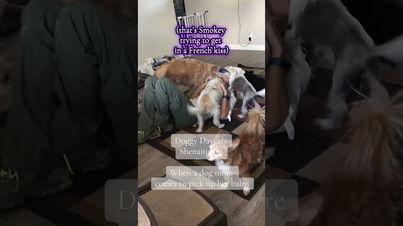 Running A Rescue Powered Doggy Daycare For Special Needs Pets Was The Greatest Thing I Had Ever Done