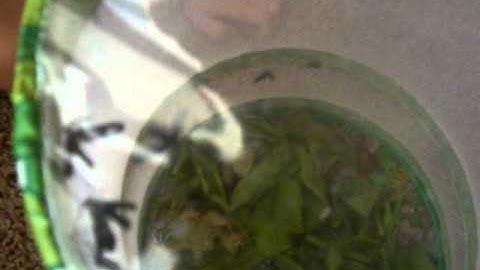 Grapeleaf Skeletonizers Turned into Moths and Ready to Release