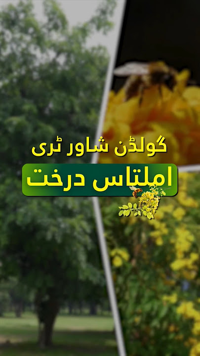 Golden Shower Tree | Timeless Benefits and Natural Healing in One | FW&F, Punjab