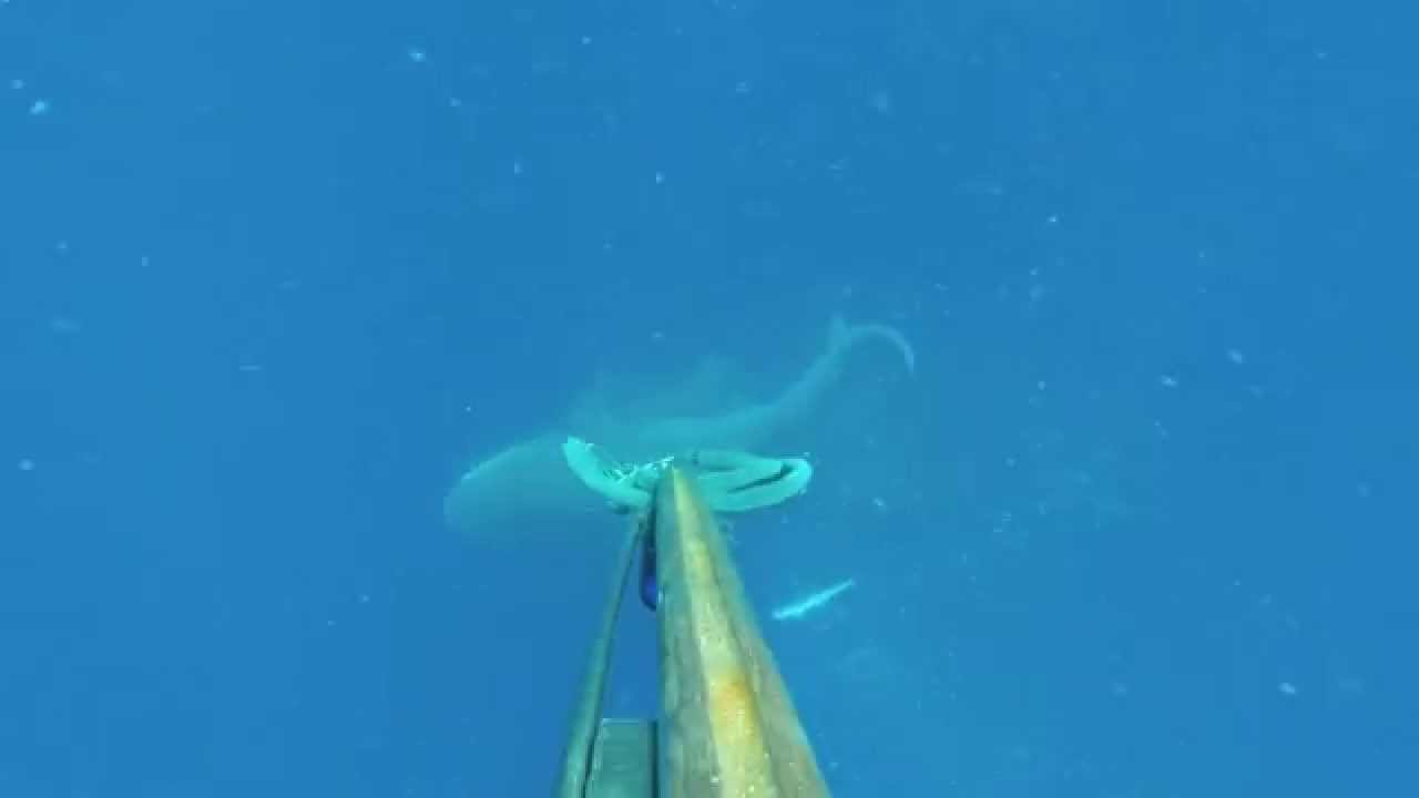 camera iphone 8 plus apk African Pompamo Eaten by Bullshark