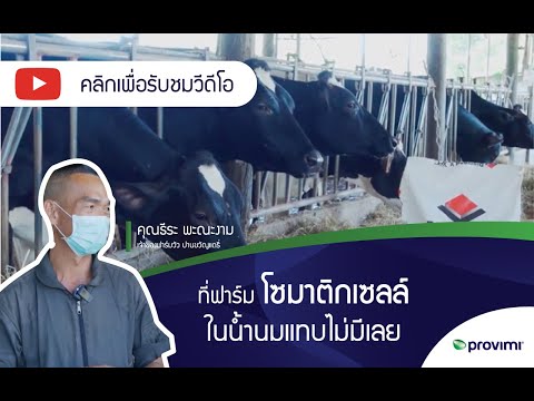 โซมาติกเซลล์ในน้ำนม ปัญหาหลักของฟาร์มโคนม  ep 1 | Provimi Thailand