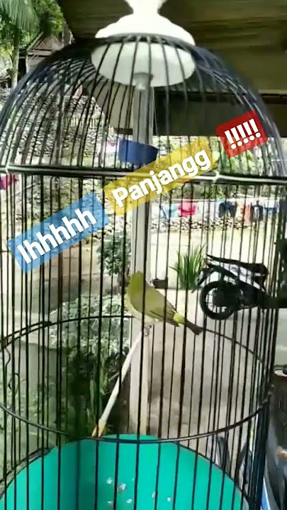 Dakun Wilis materi tembakan sejalur panjang panjang😍😍😍 #plecimania #short #masteranburung #viral