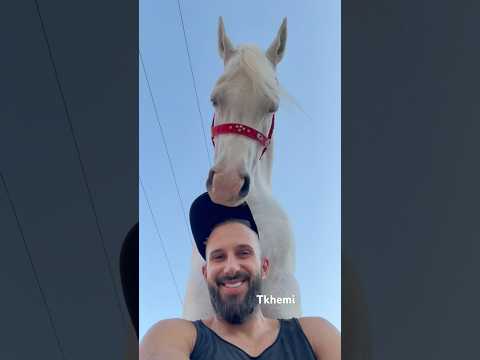 تبارك الله الحصان الباشا خيل عربيه اصيله اكسبلور خيل